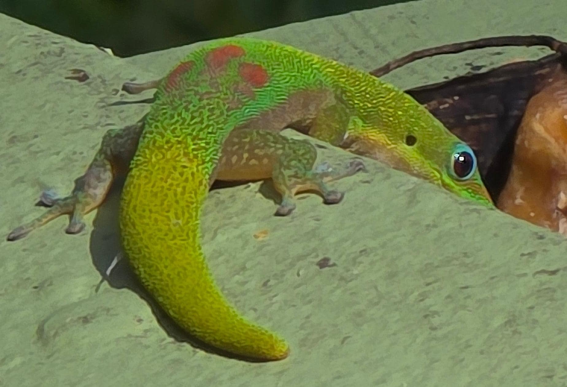 Gekko