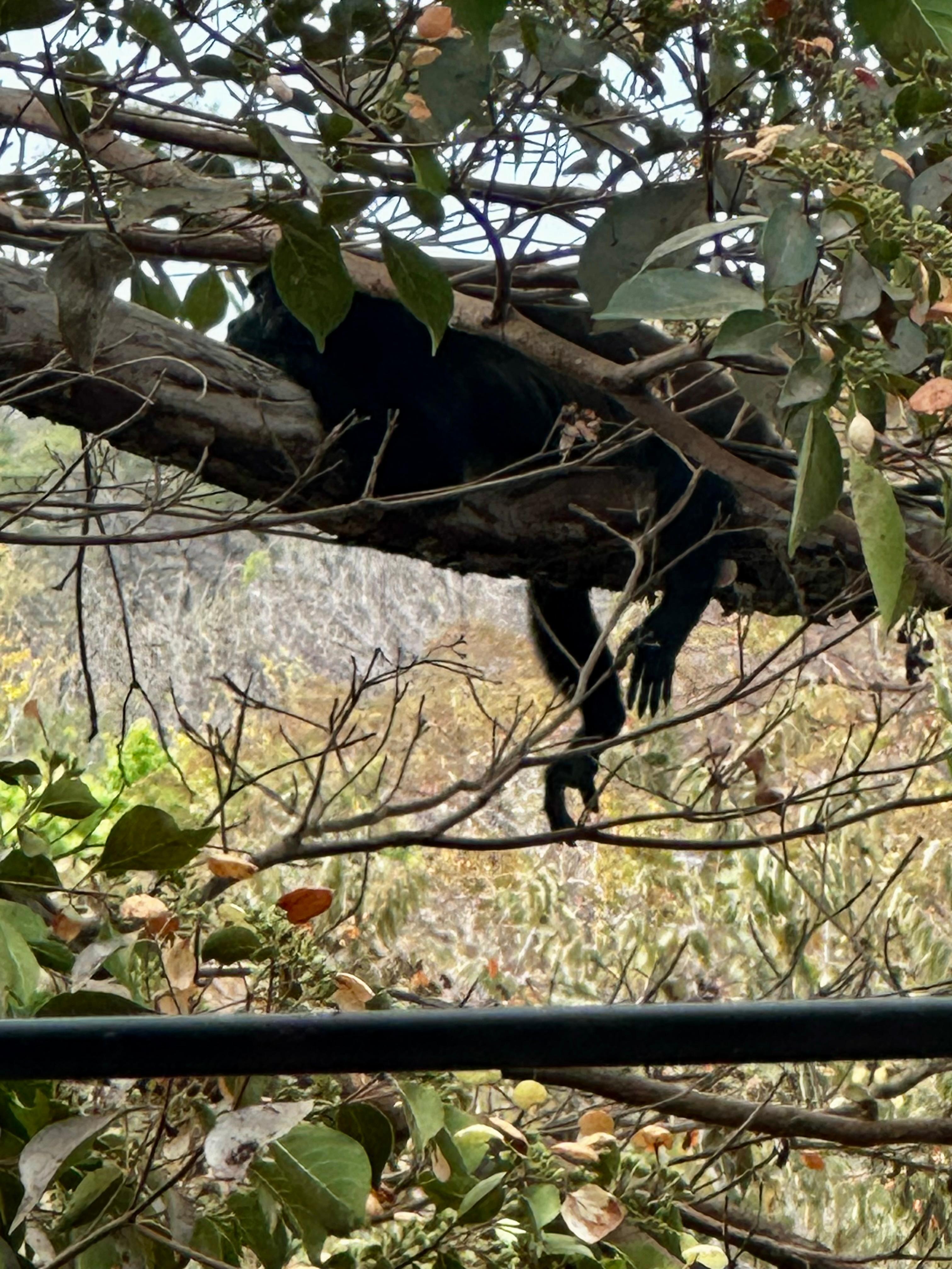 Once the sun hits, it’s time for rest. 