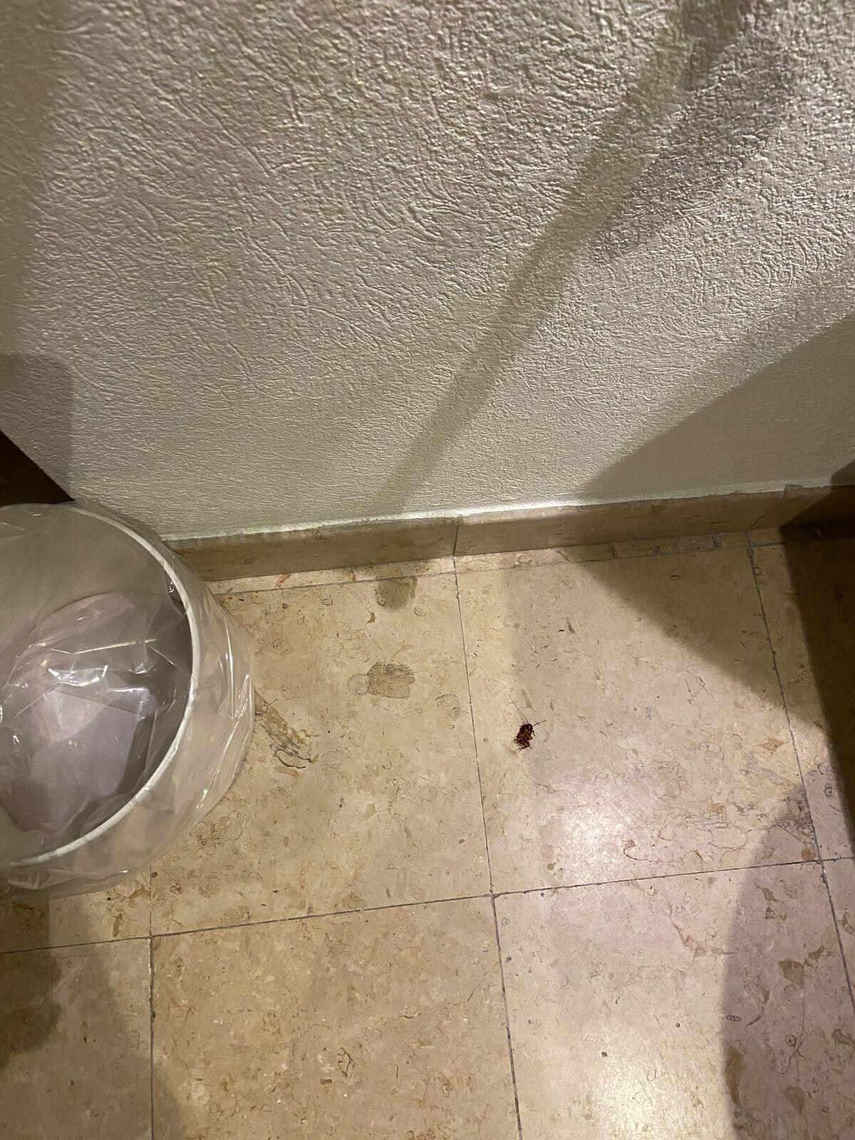 Cucaracha muerta cerca del lavamanos