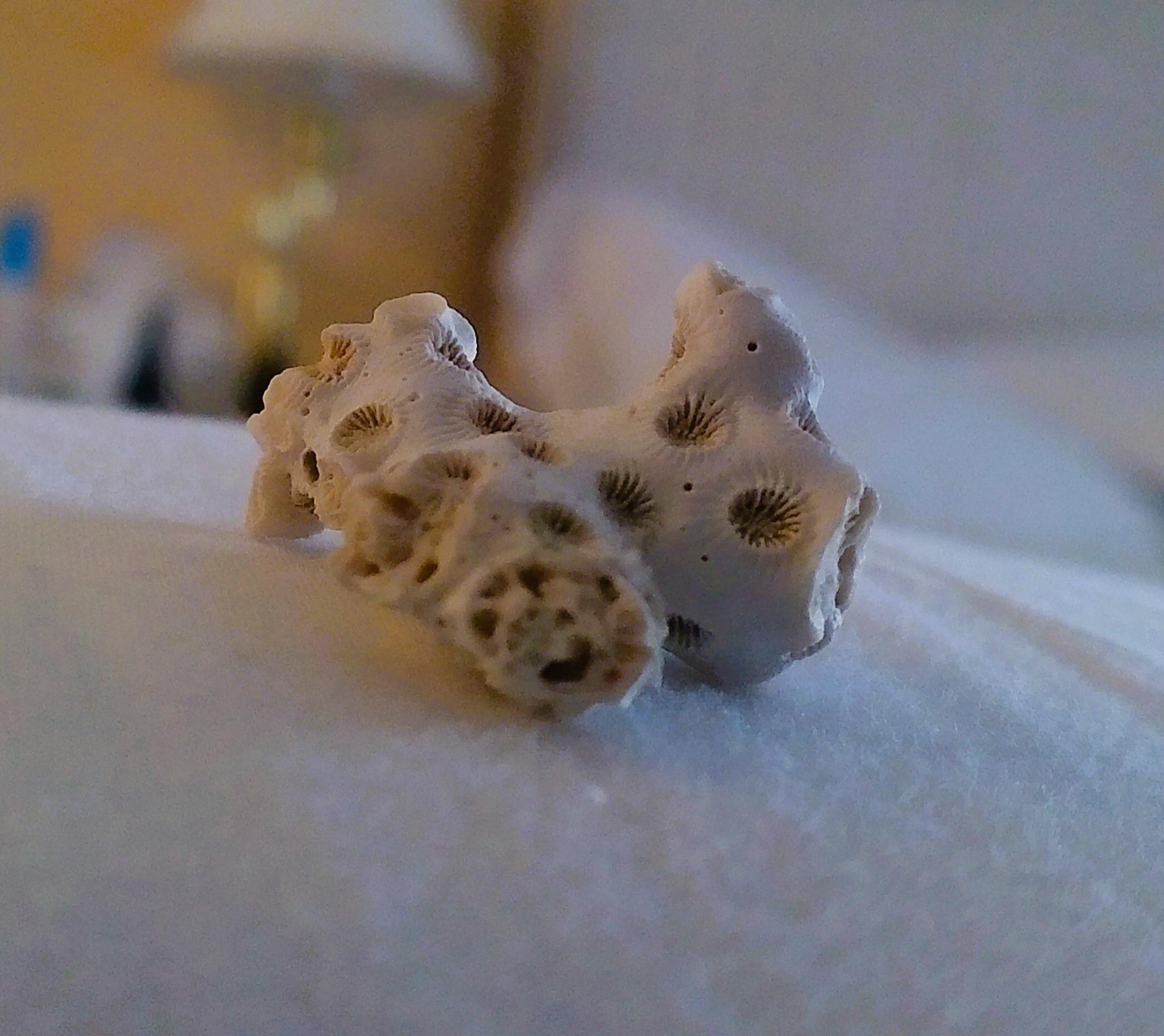 Coral we found at the beach.