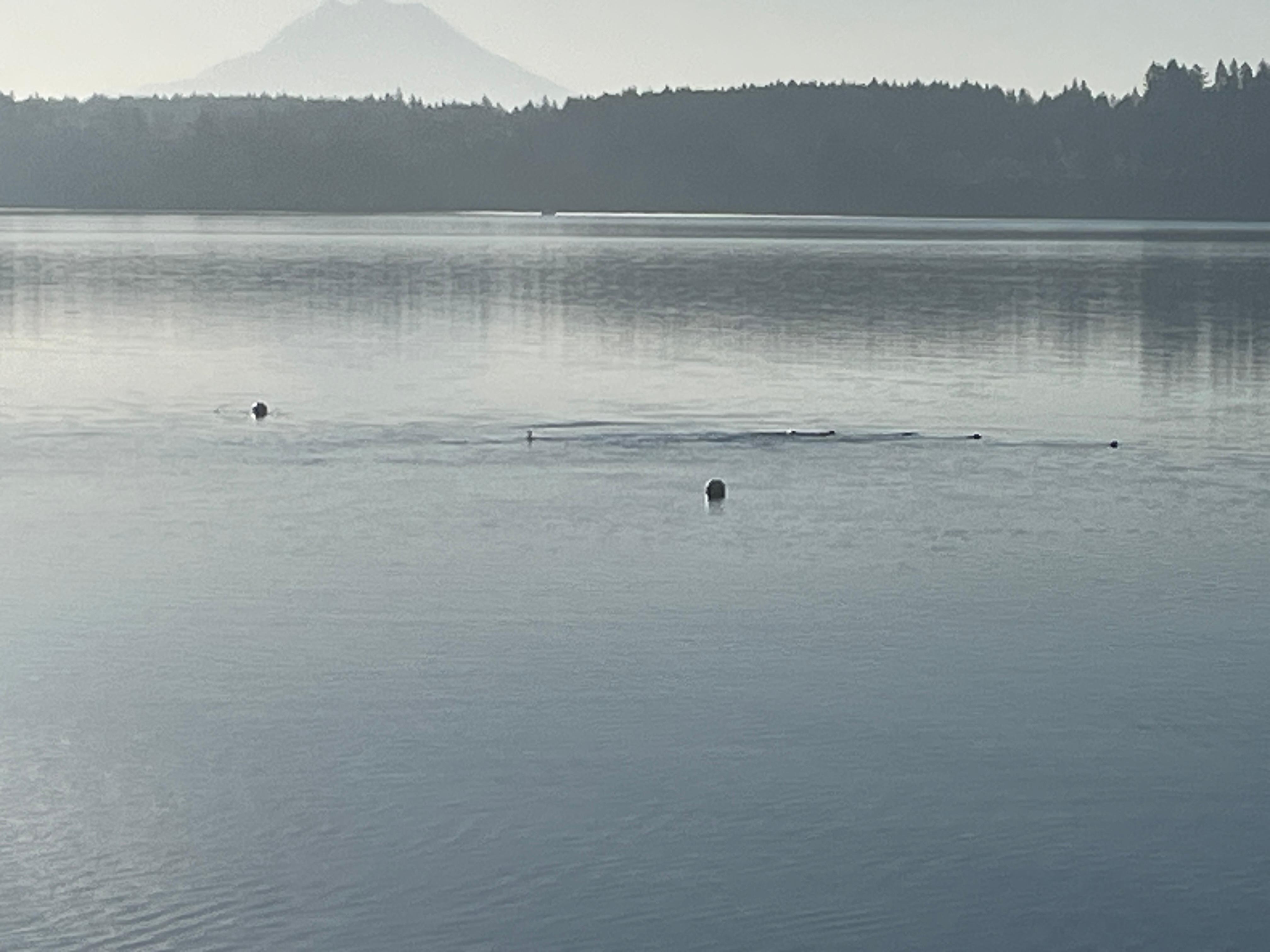 Seals!!!