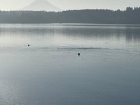Seals!!!
