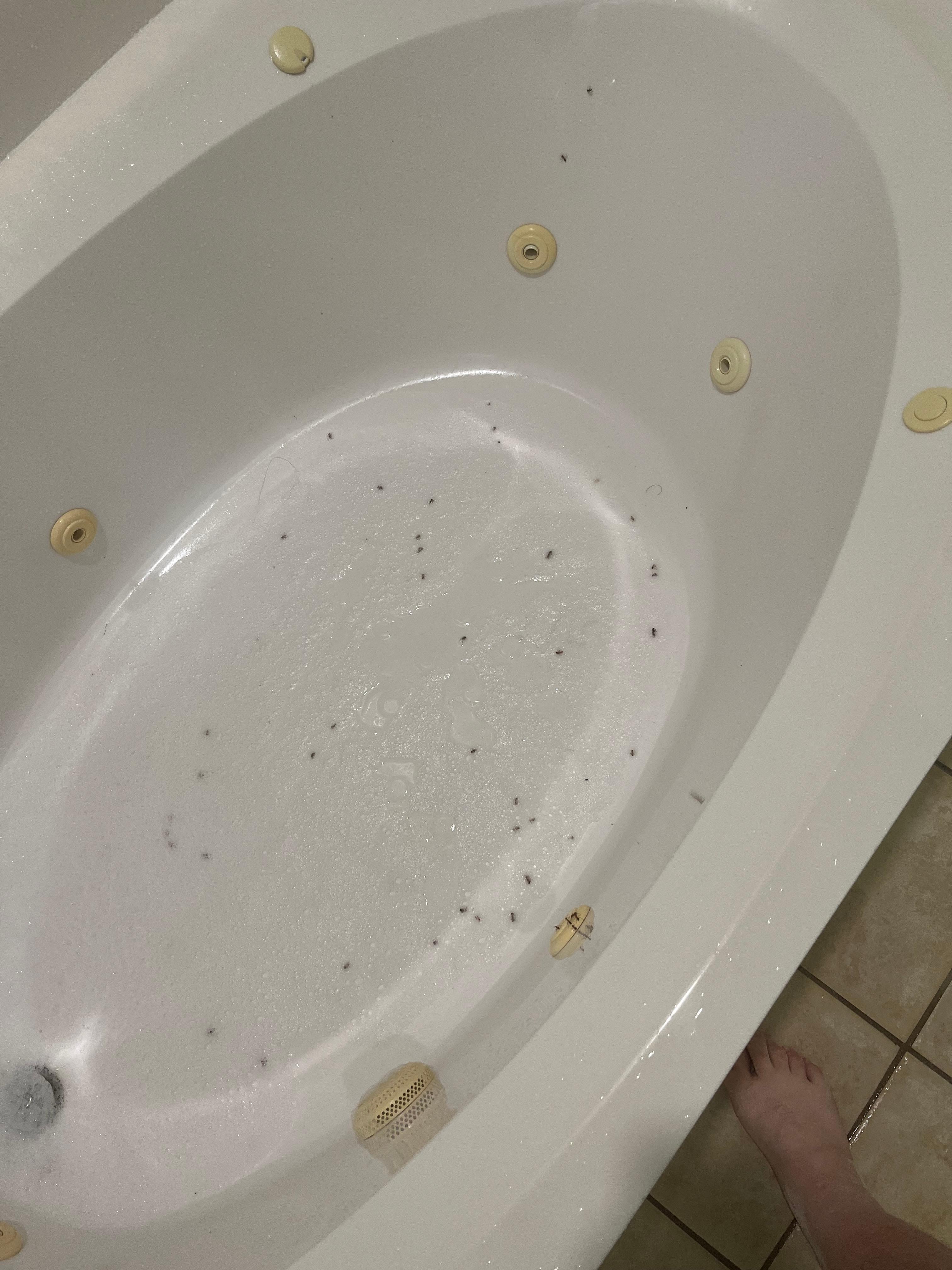 Bathtub filled with ants