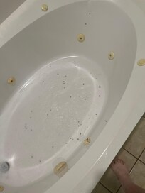 Bathtub filled with ants