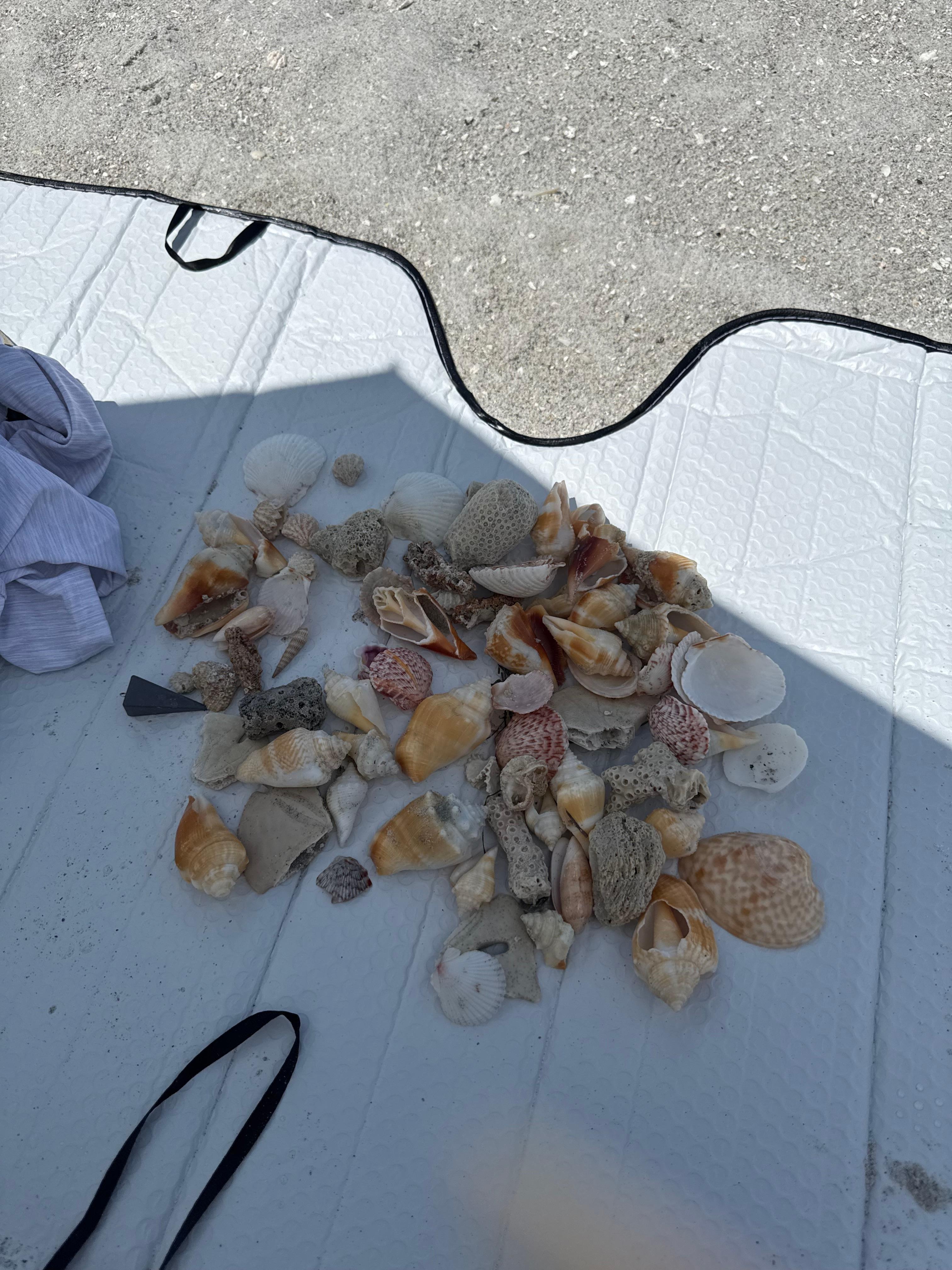 An hour of shell collecting at the beach
