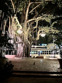 Beautiful old tree on the property adorned with chandeliers!!
