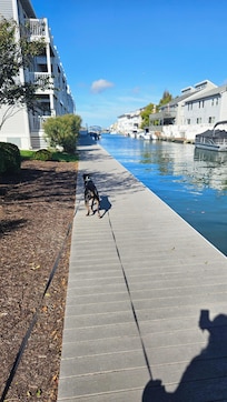 The pup enjoying the canal and dog area