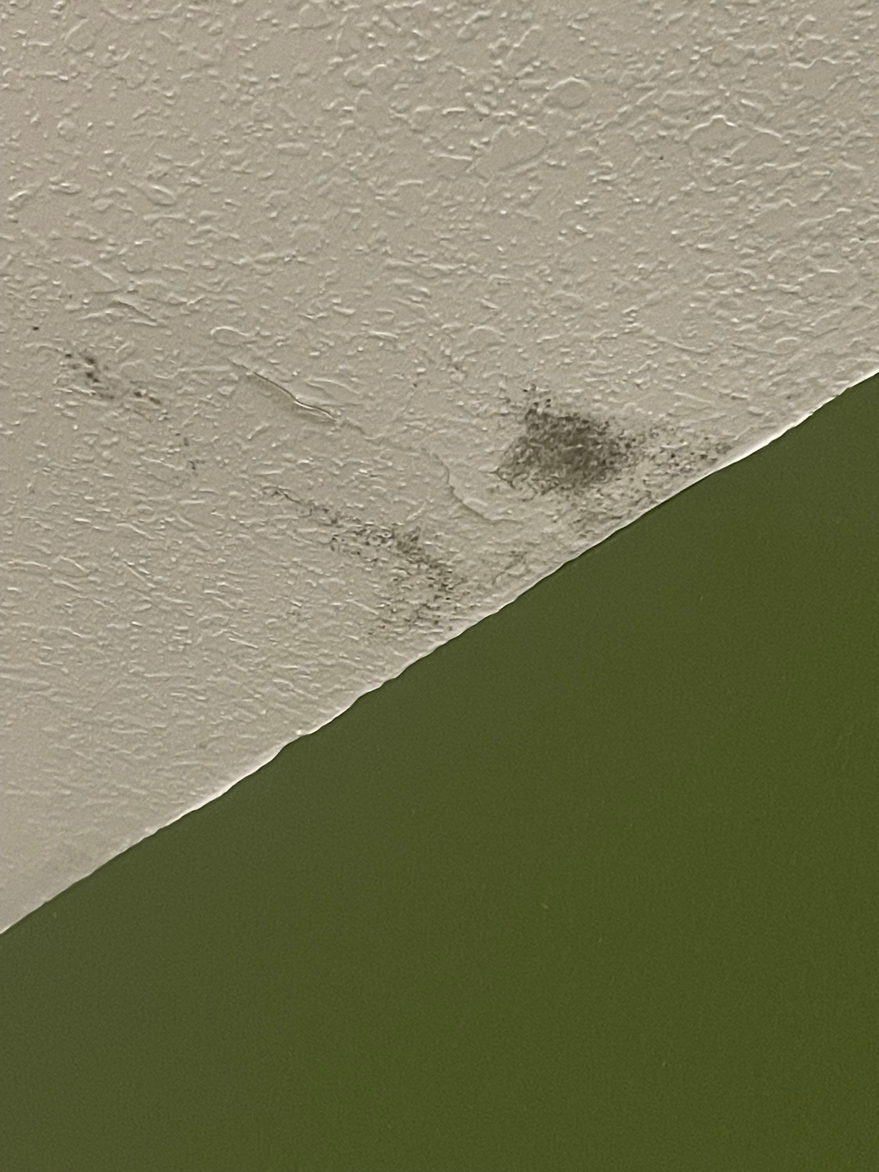 Mold!!!! Black mold