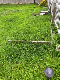 Overgrown back yard