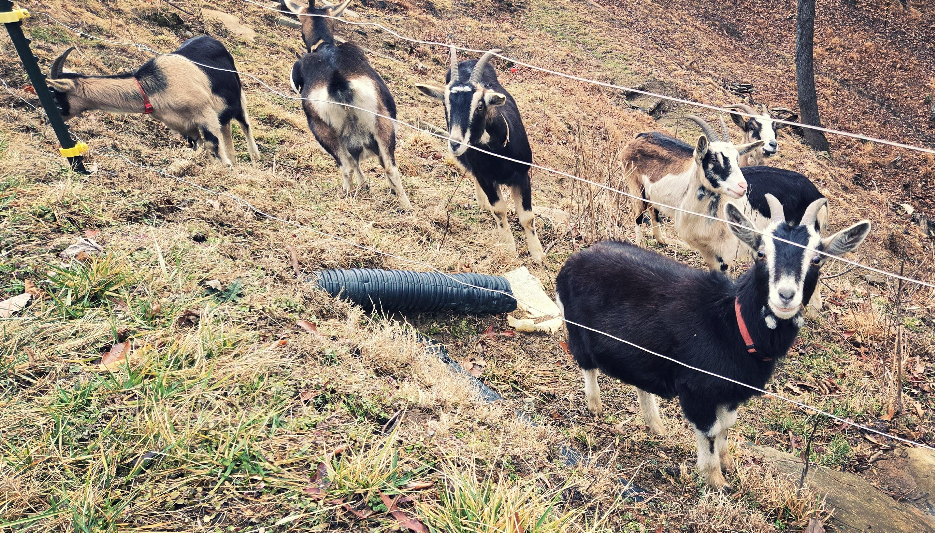 Feeding the goats was a fun experience!