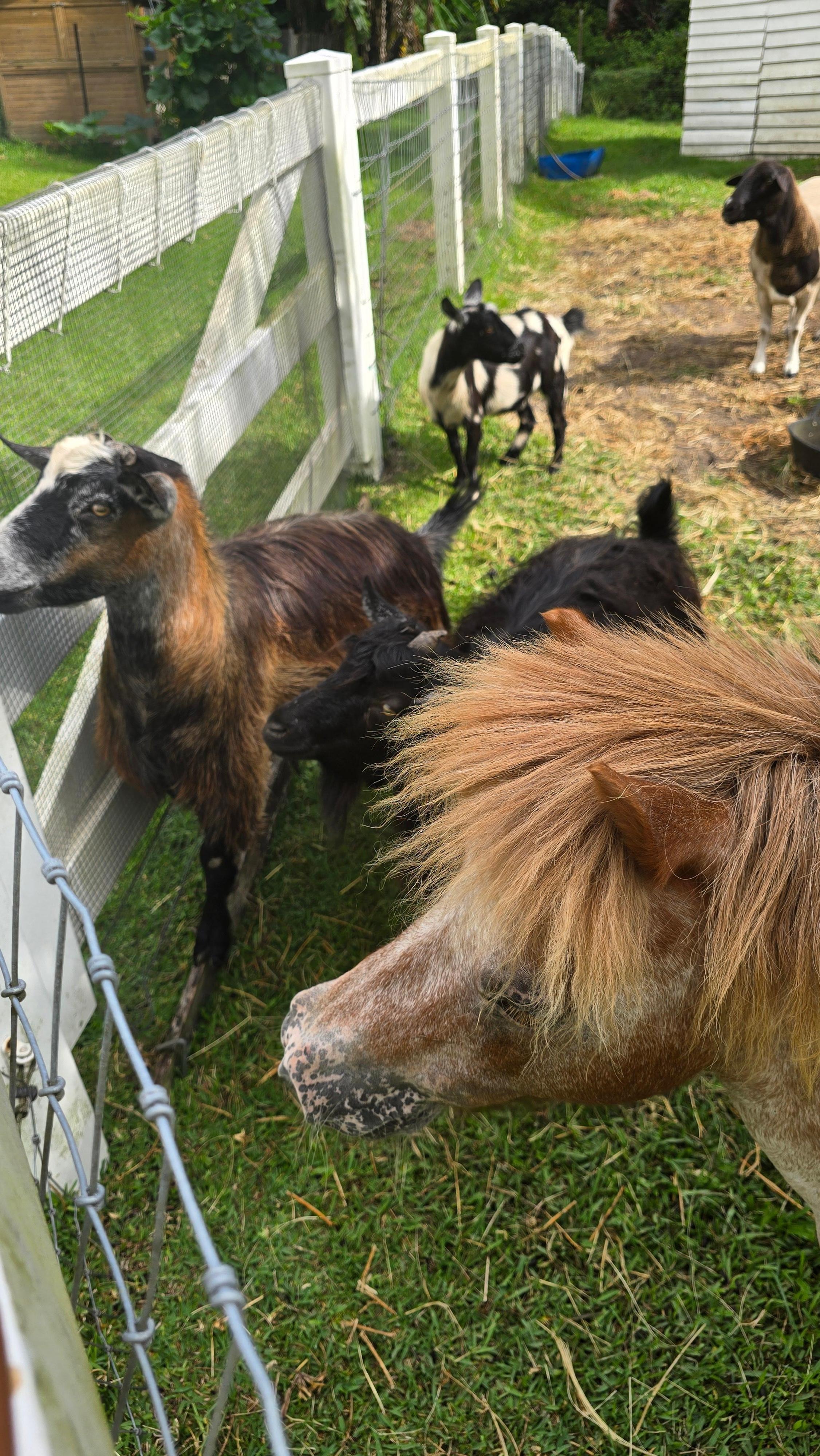 Rocky the little is horse is adorable!!