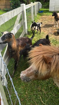 Rocky the little is horse is adorable!!