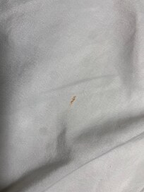 Smashed bed bug