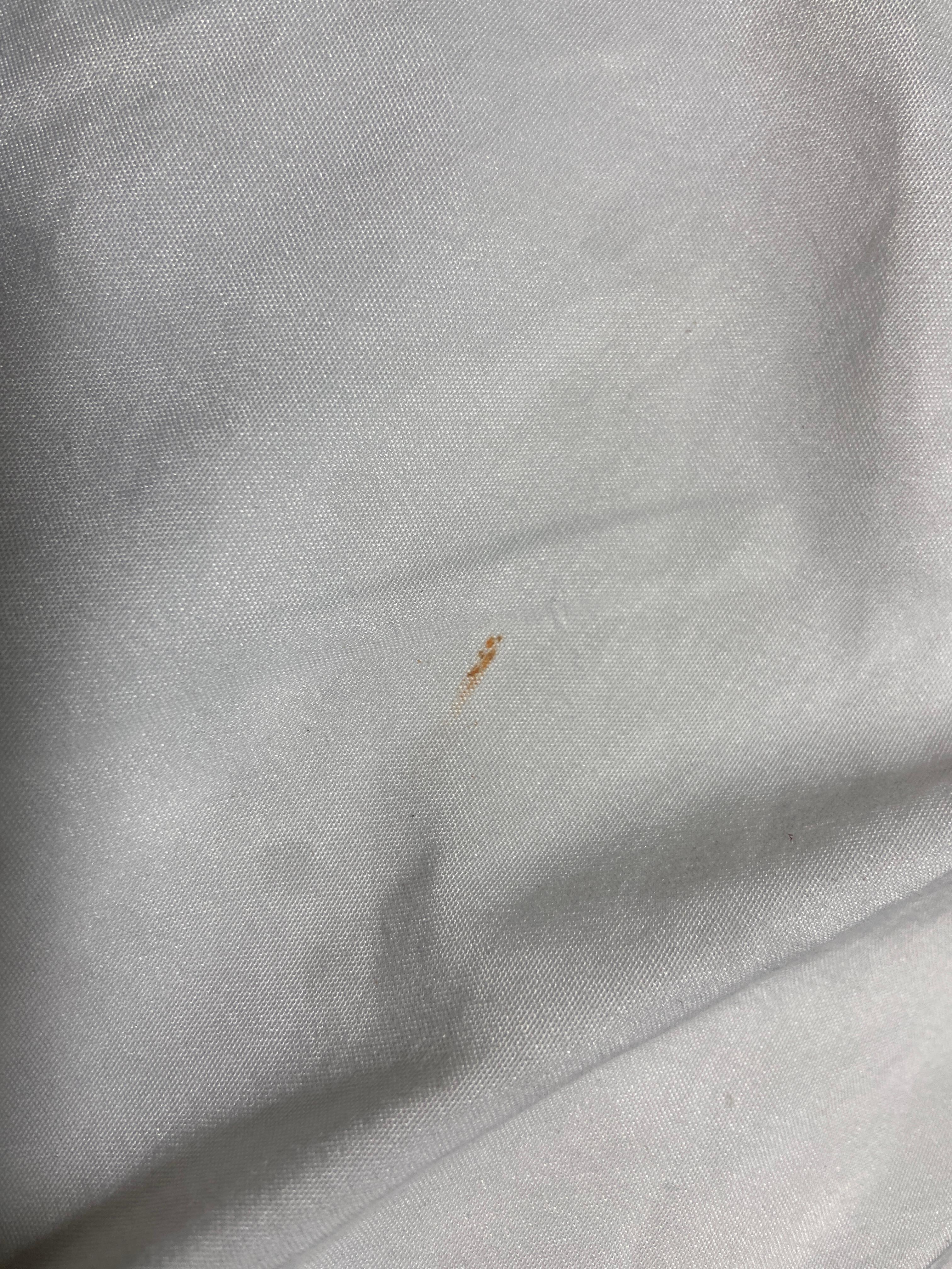 Smashed bed bug 