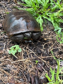 Gopher turtle