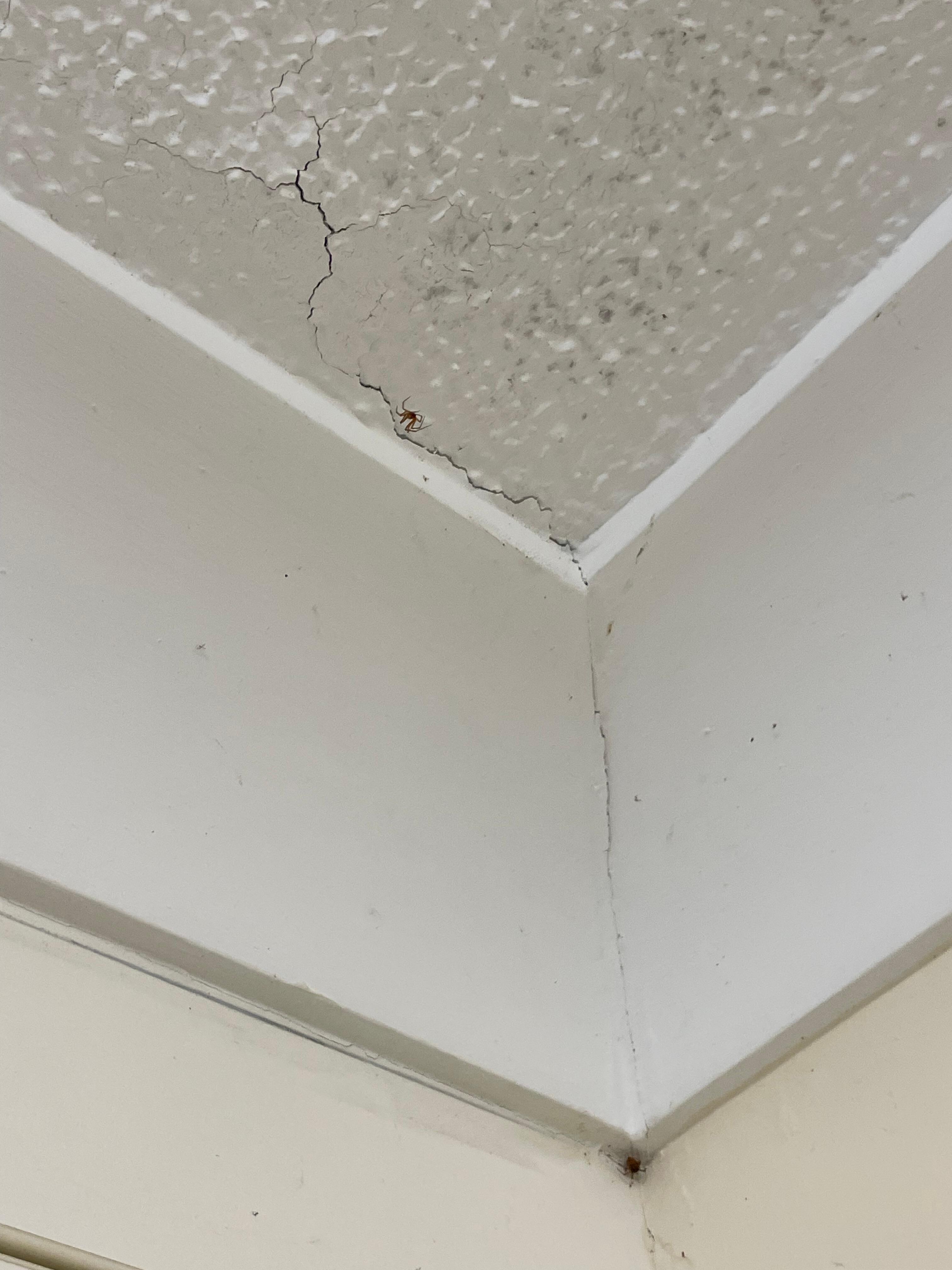 Spiders and spiderwebs 