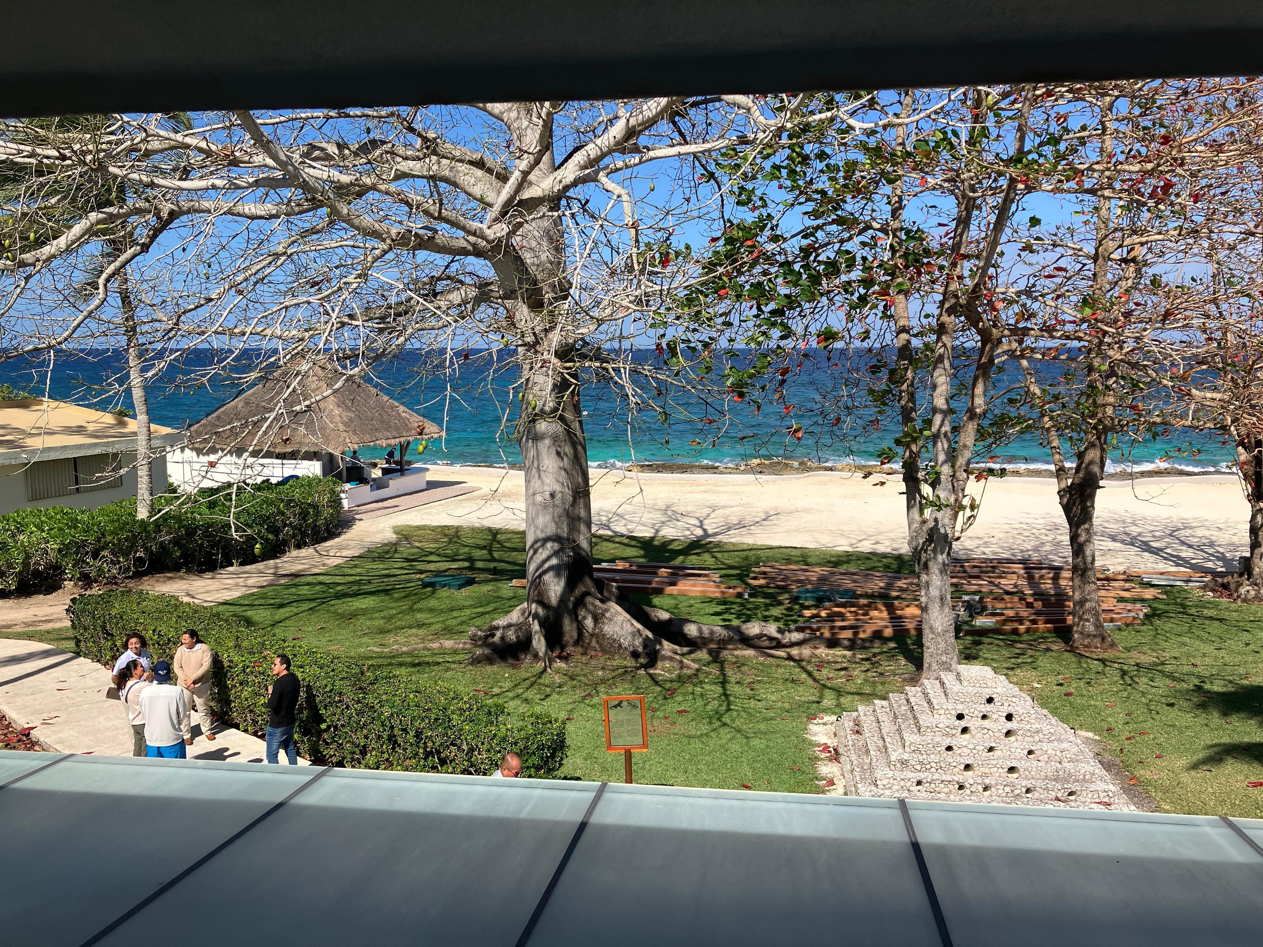 Iguana hotel off the patio