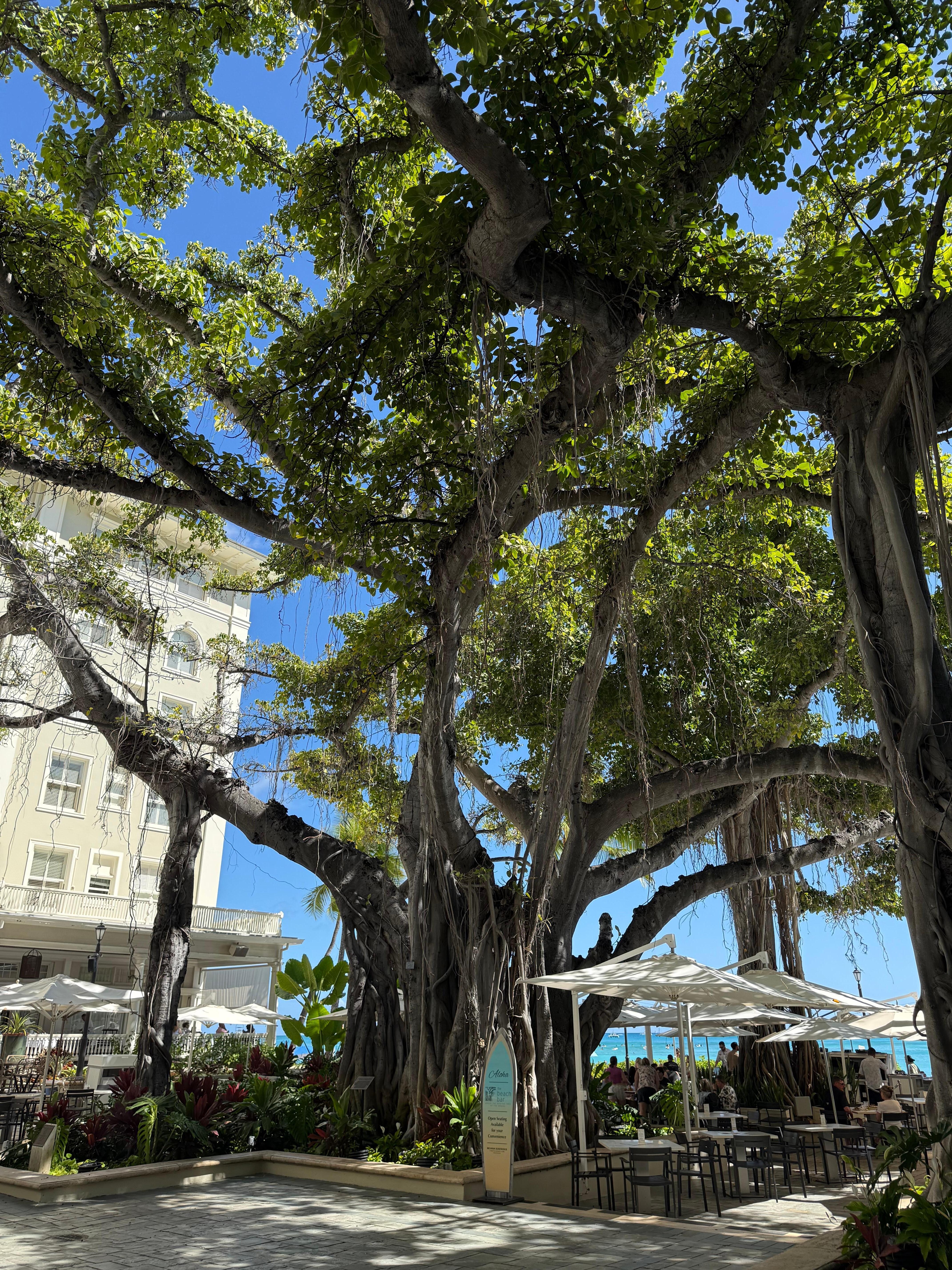 The Century plus Banyon tree near the beach