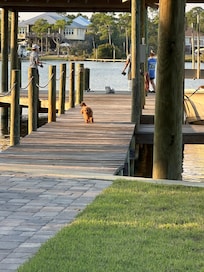 Pups checking out the dock upon arrival.
