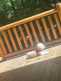 Dog enjoying the sun