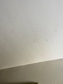 Mold spots on ceiling