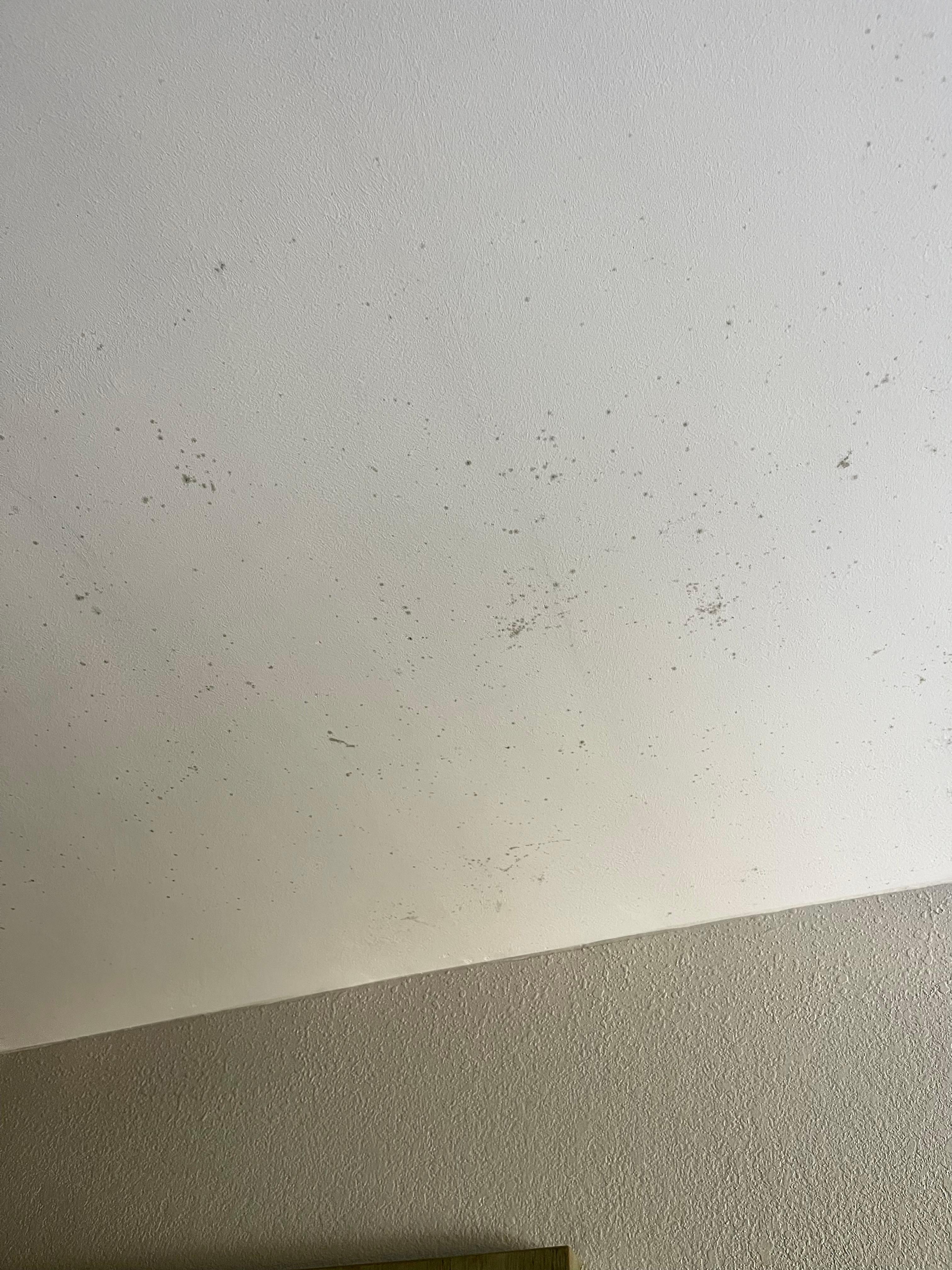 Mold spots on ceiling