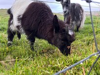 Baby goat at the farm.