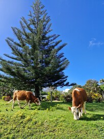 Cows have right of way 😊