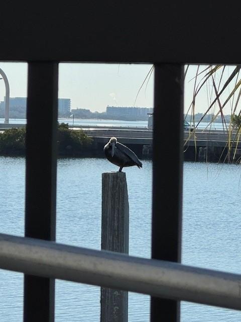 pelican viewed from pool patio