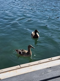 Local ducks come everyday to be fed