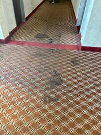 Carpeting in the hallways