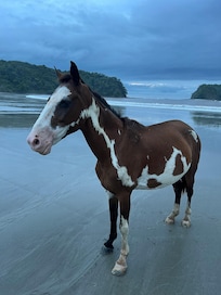 Cute horse that was hanging out at the beach on the resort