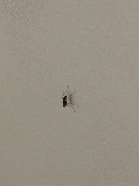 Counted 12 mosquitoes on wall and ceiling