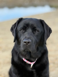 Our lab at the beach.