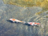 Koi