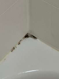 Shower mold.