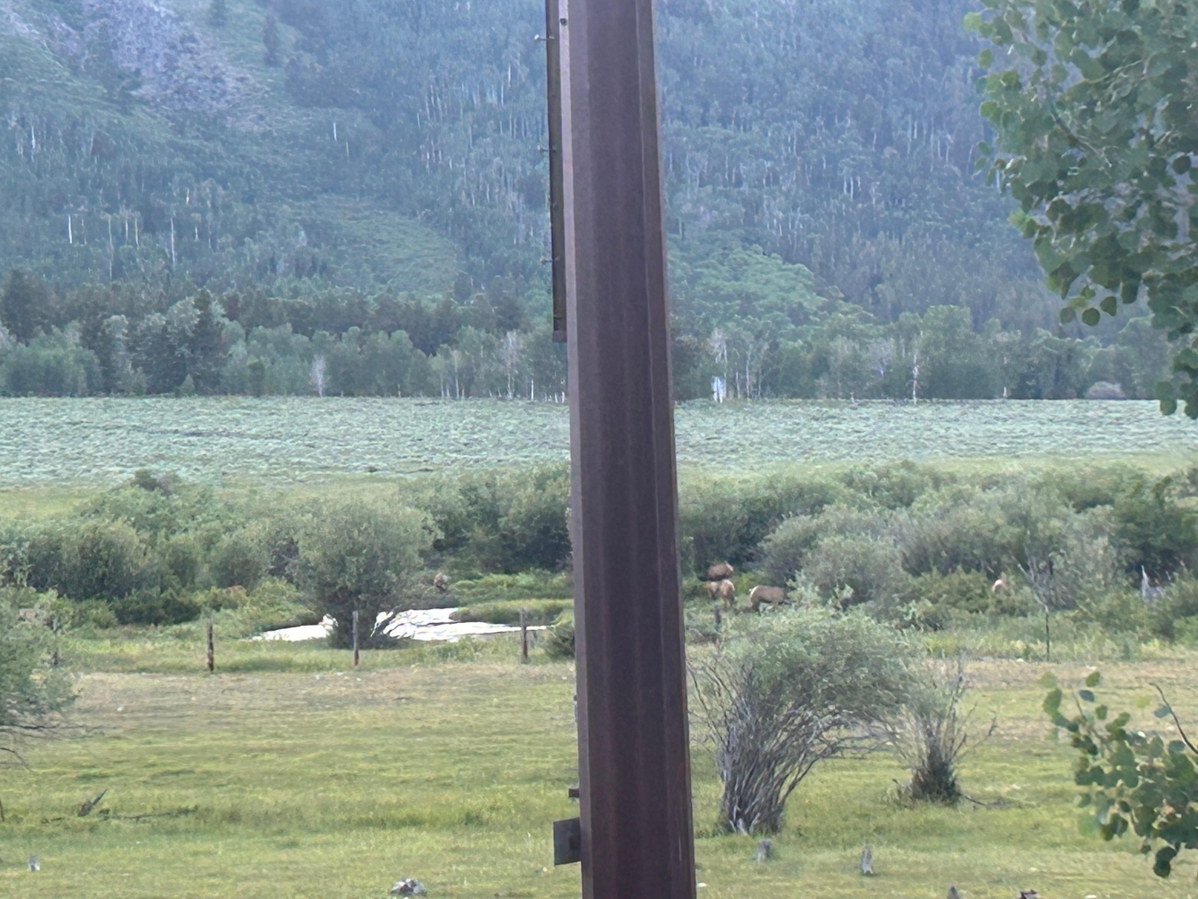 More elk by stream taken from upstairs bedroom 