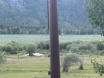 More elk by stream taken from upstairs bedroom