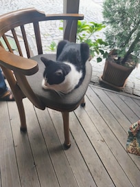 Hotel cat