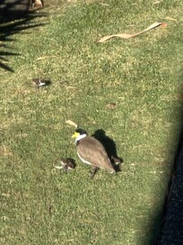 The full-time residents