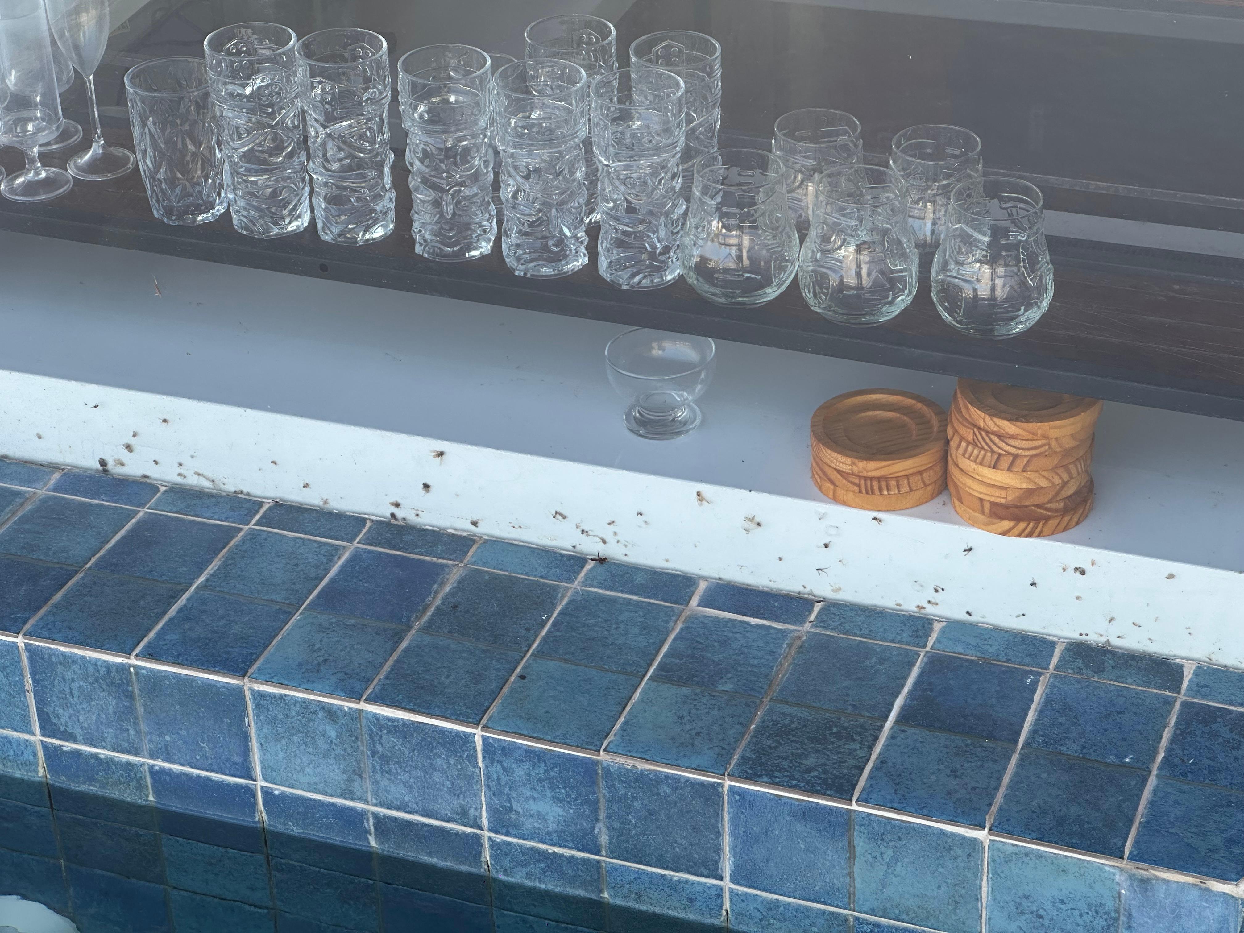 Enjoy the warm pool and see some dead insects 