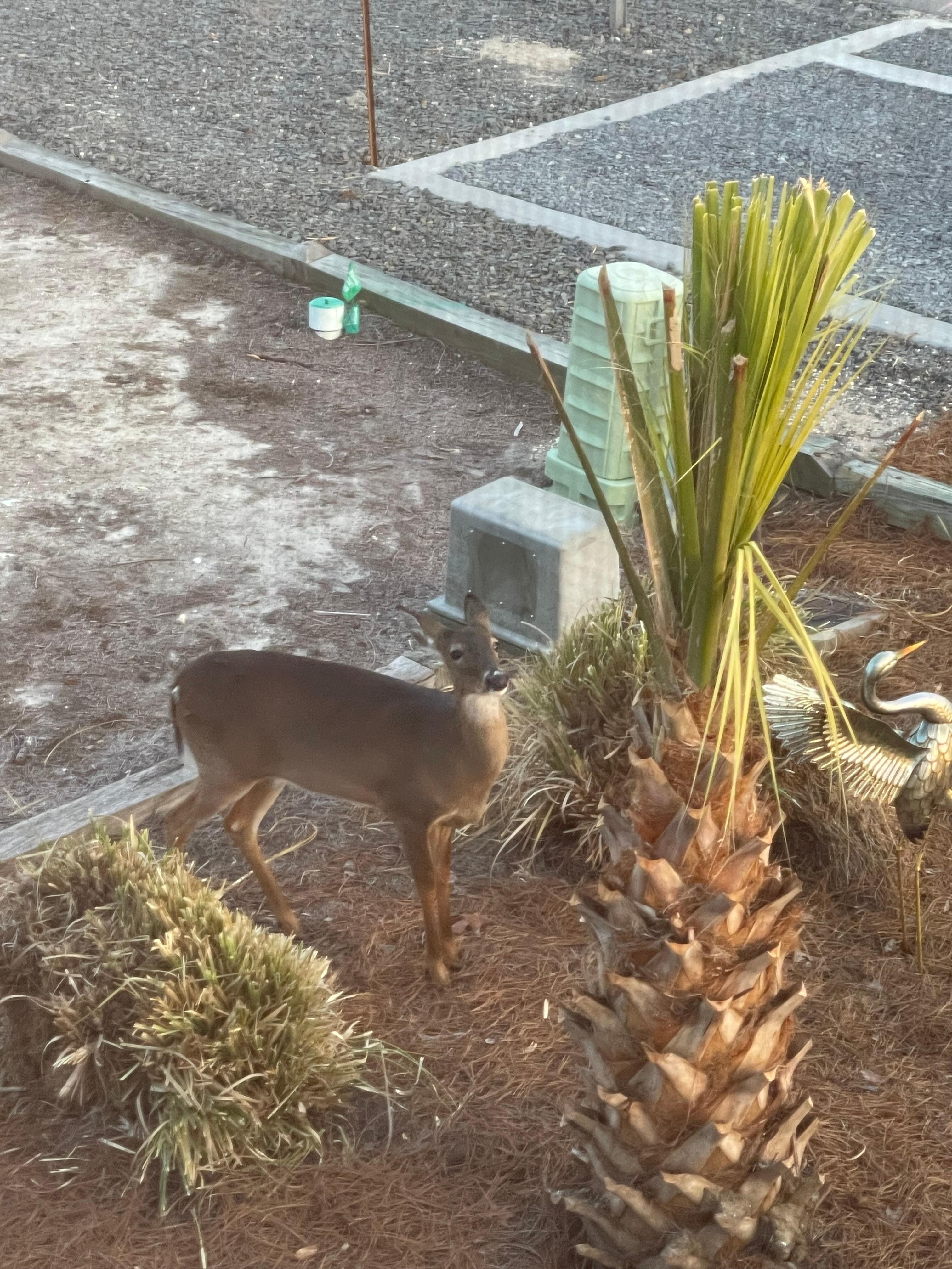 An afternoon visitor