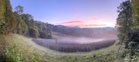 Sunrise over the Christmas tree farm