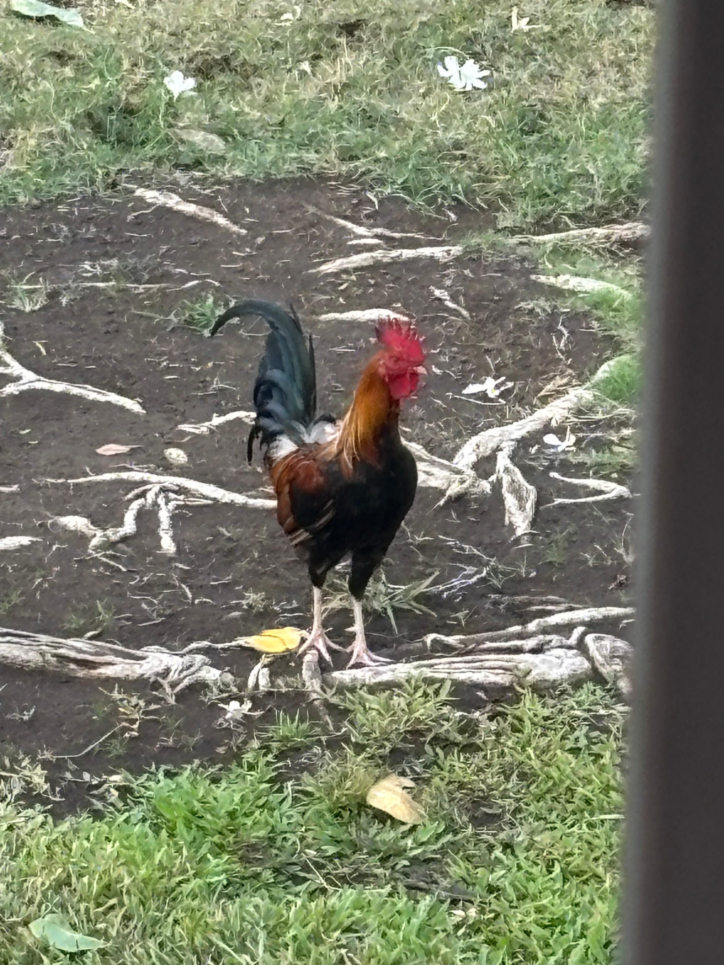 The morning wake up friend.