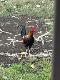 The morning wake up friend.