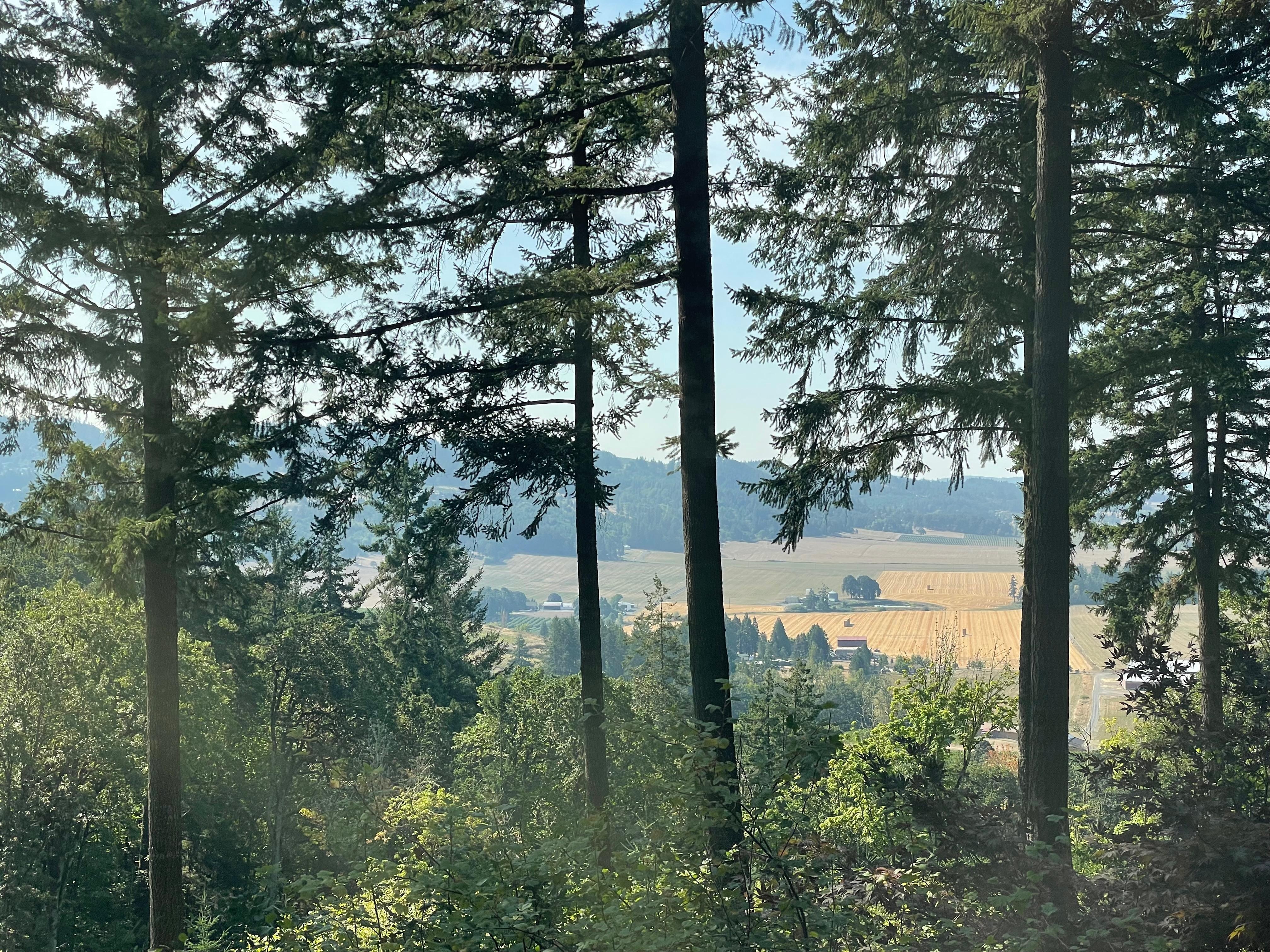 View from the living room