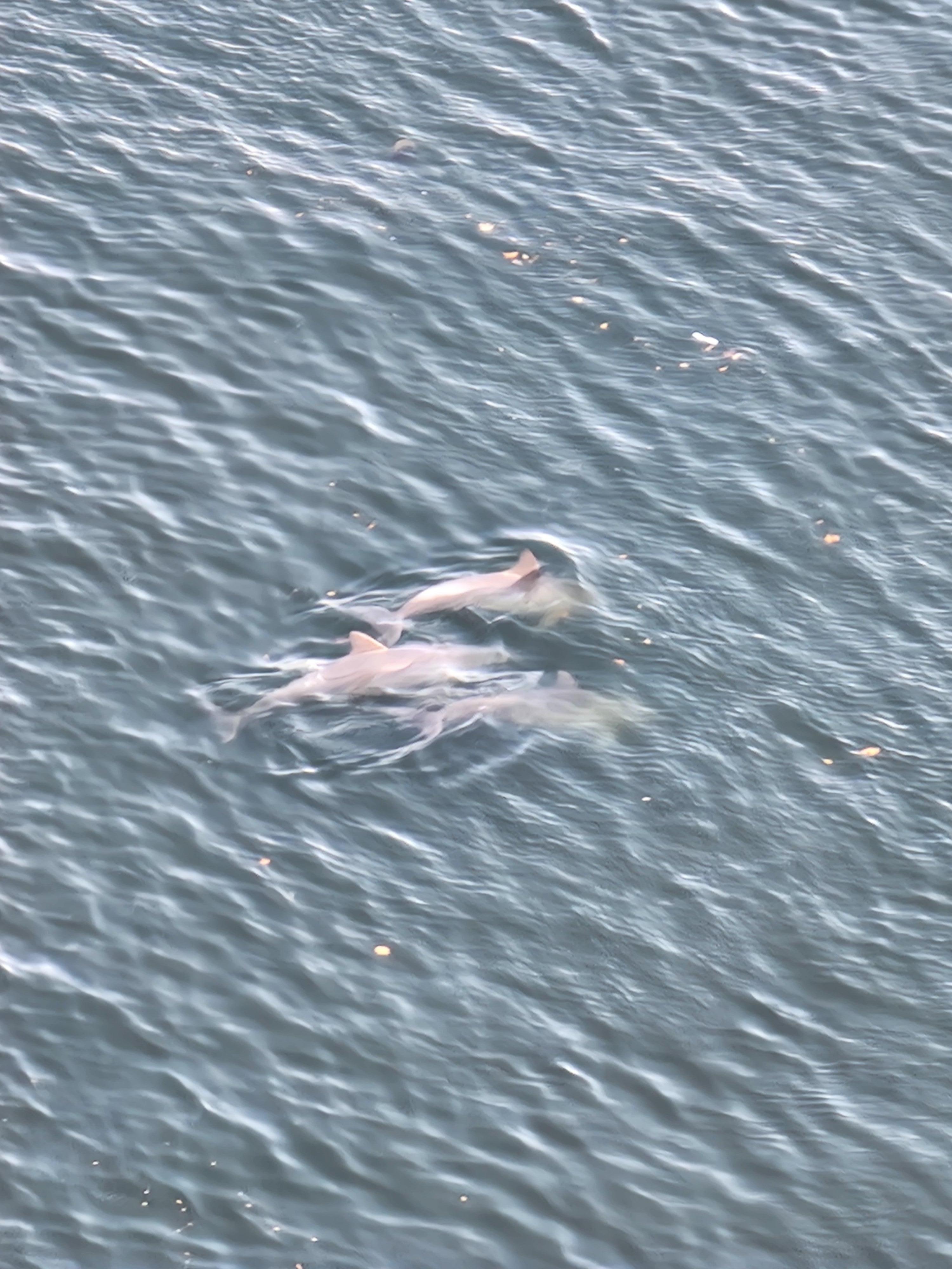 Close up of the dolphins.