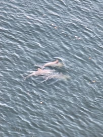 Close up of the dolphins.