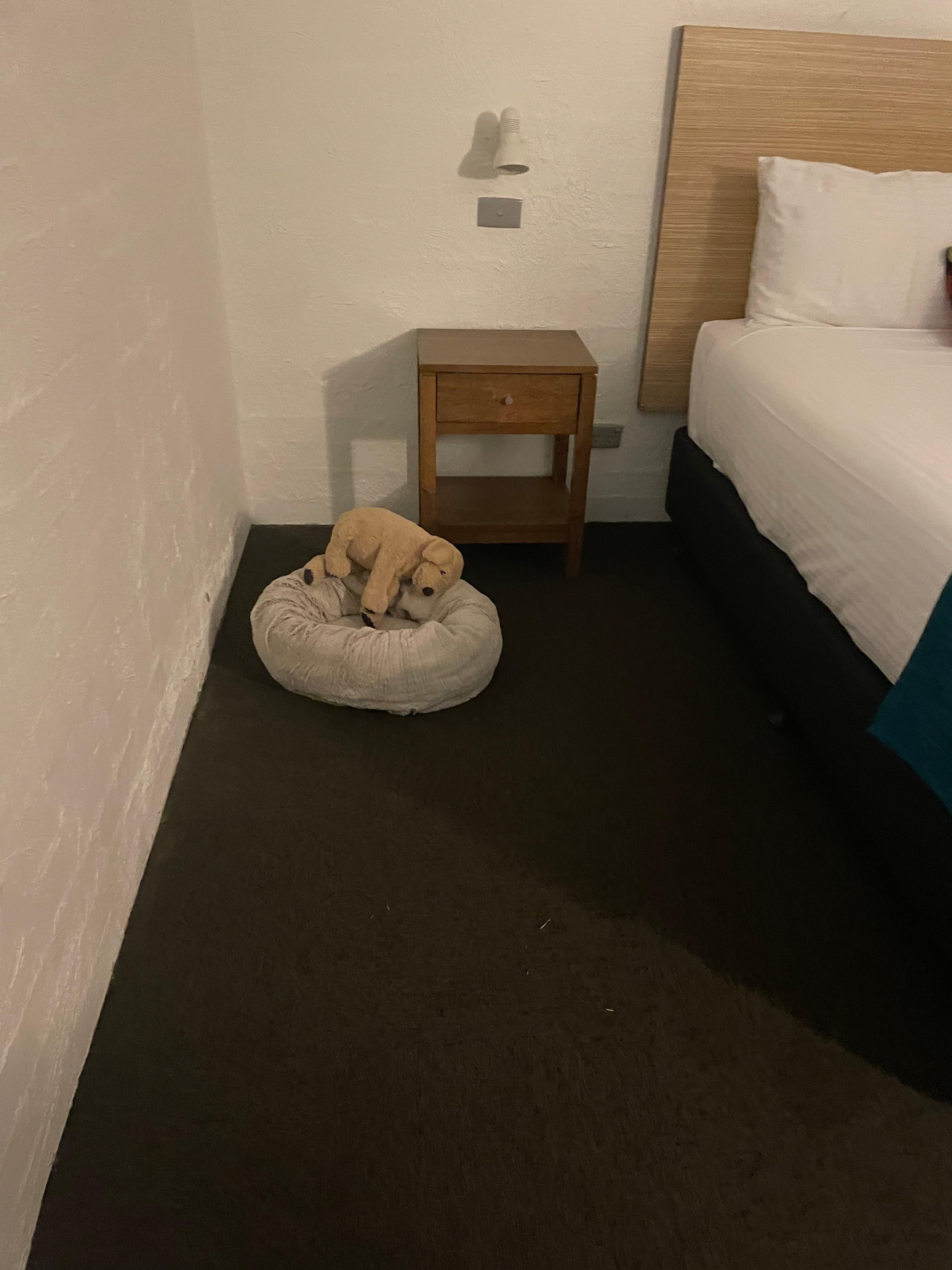 Space to put dog bed 