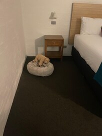Space to put dog bed